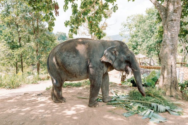 Activités Thaïlande